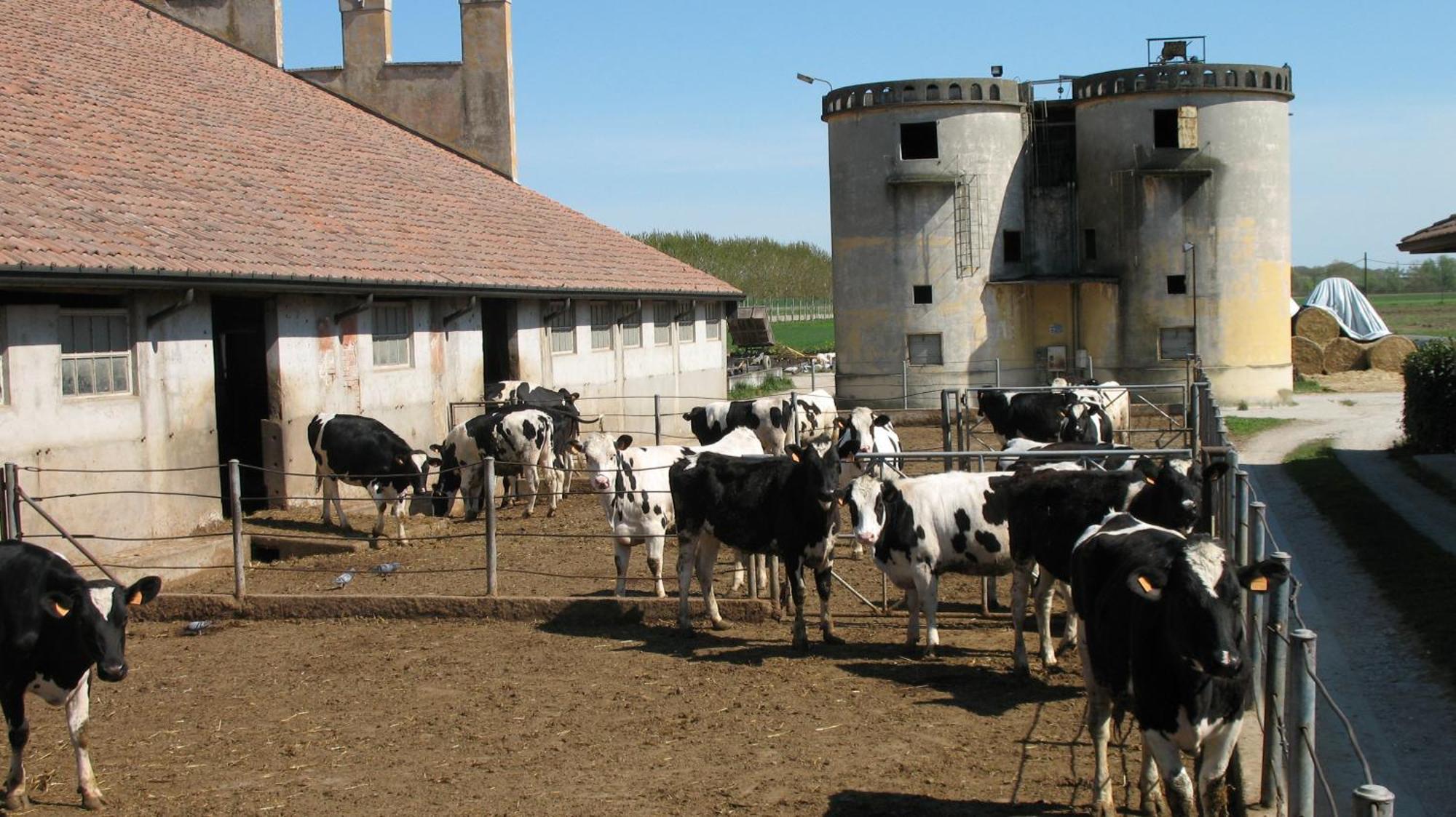 Agriturismo Corte Virgiliana Virgilio Phòng bức ảnh